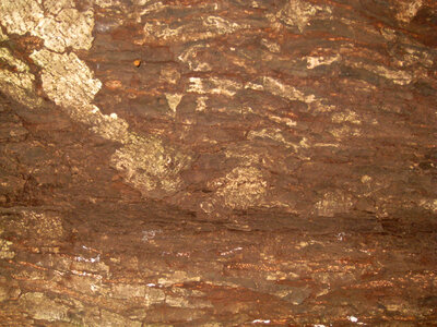 Tree Bark Closeup