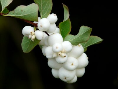 Fruits white snowberry albus