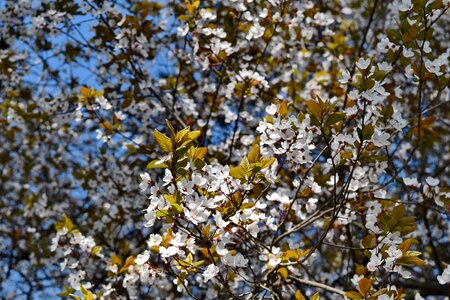 Season branch nature photo