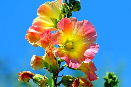 Beautiful Flowers beautiful image beautiful photo