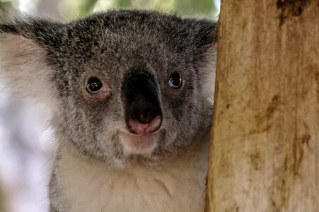 Close-up of a Koala - Phascolarctos cinereus photo