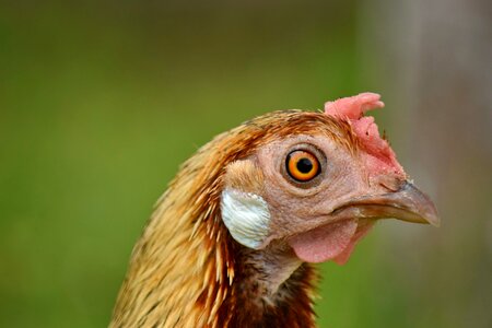 Beak chicken close-up