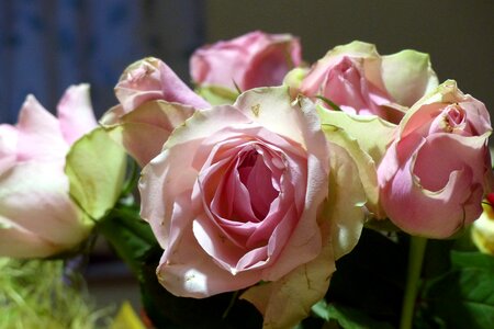 Color romantic pink