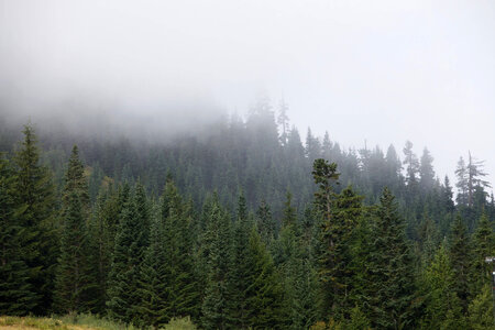 Western evergreen forests-5 photo