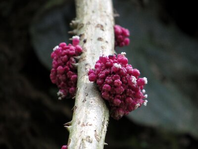 Wild jungle branch photo