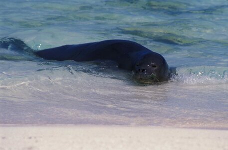 Seal water 