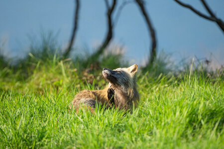 Red fox lying in the grass-1