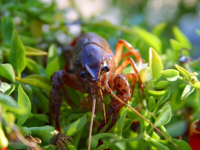 Aquarium underwater creature photo