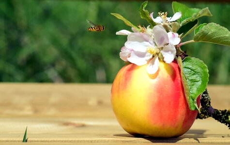 Apple beautiful photo calorie