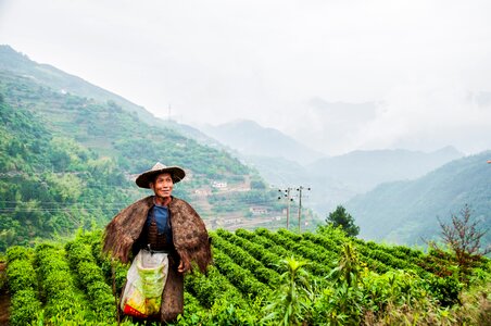 Tea grower picking may