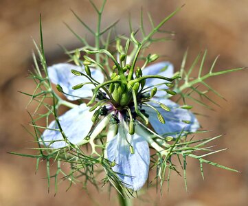 Beautiful Flowers blooming blossom
