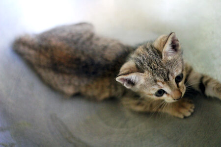 Cute Cuddly Kitten Cat photo
