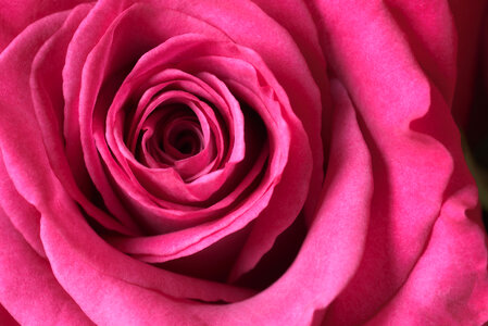 Macro Rose Blossom photo