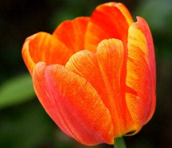 Colorful red tulip photo