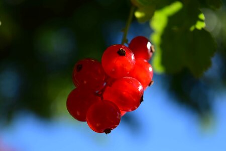 Berry branch cherry photo