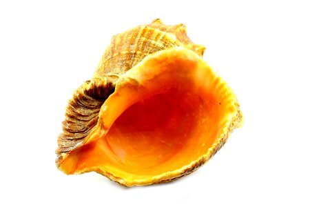 Seashell sea the clams