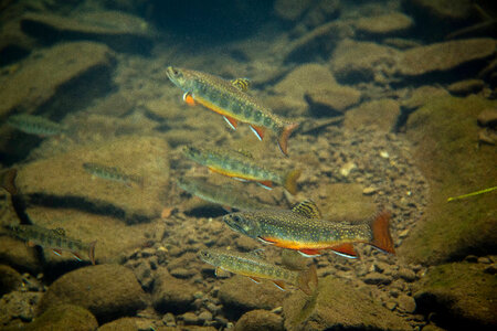 Brook trout-1 photo