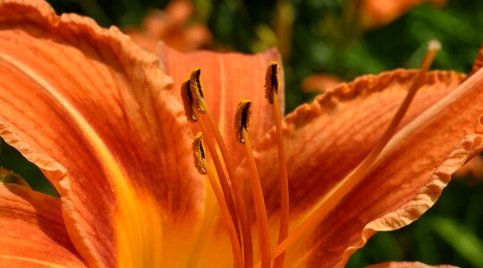 Biology horticulture lily photo