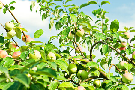 Apple tree photo