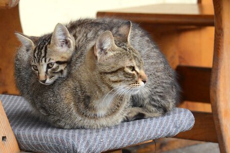Adorable animal cat