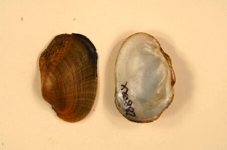 Epioblasma capsaeformis-3