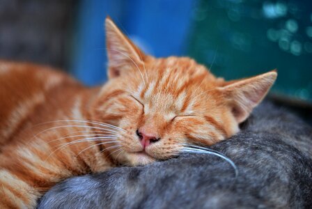 Kitten pet red-headed cat photo