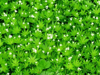 White leaf stalk photo