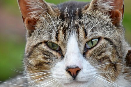 Colorful details domestic cat