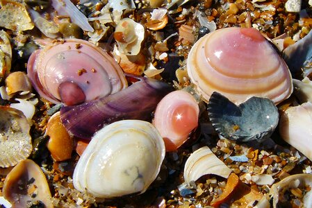 Seashell mother of pearl sand photo