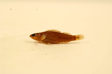 Etheostoma tippecanoe-1