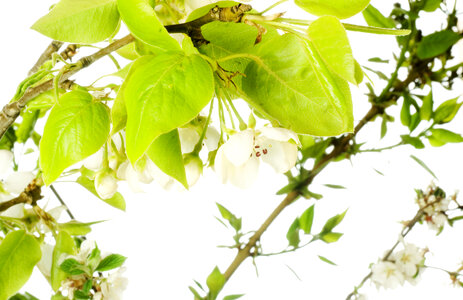 white flowers photo