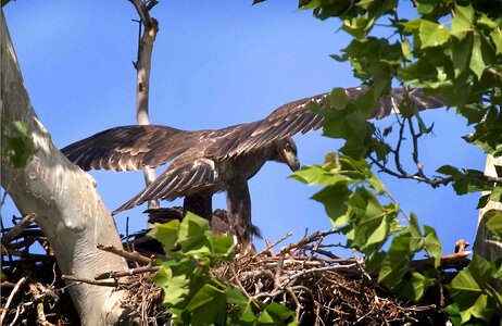 Bird fauna forest