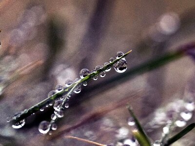 Beautiful Photo dew grass