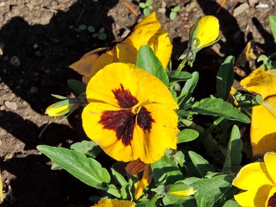 Ground petunia shadow