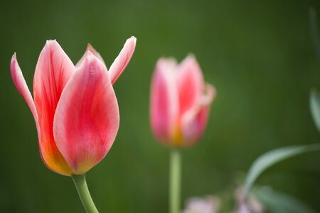 Spring nature flower