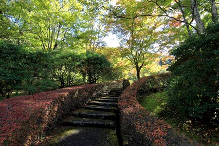 Footpath forest garden photo