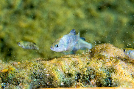 Ash Meadows Amargosa pupfish-1