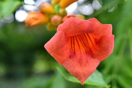 Blurry flower tropical