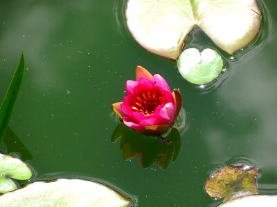 Blossom nature plant