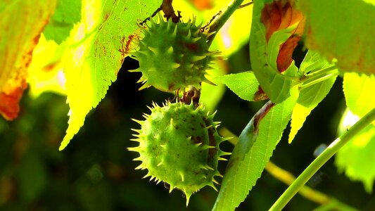 Branch summer fruit