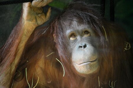 Animal jungle rainforest photo