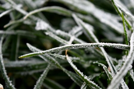 Details frost green grass