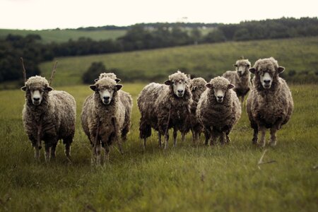 Sheep Selfie? photo