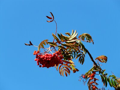 Sorbus aucuparia pyrus aucuparia deciduous tree photo