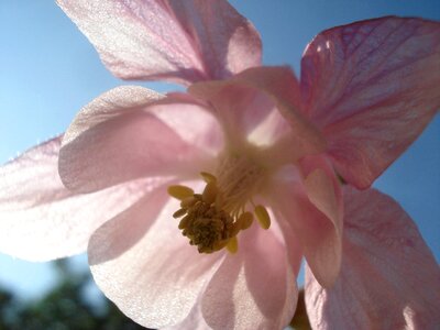 Garden stamp flower