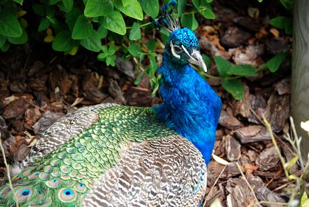 Elegance feathers colorful photo