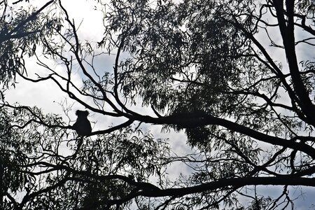 Eucalyptus eucalyptus tree koala bear photo