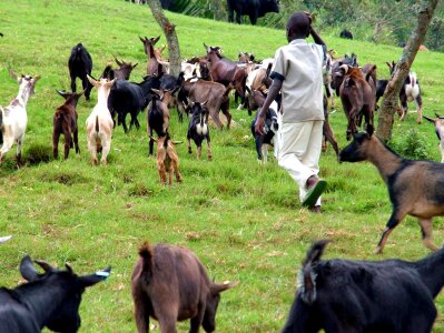 Bovine growth health