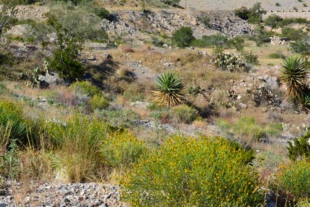 Cactus landscape wilderness photo