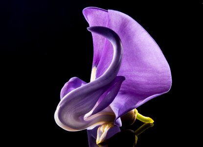 Wild flower violet purple photo